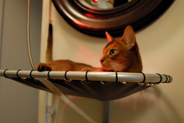 Hammock Cat Beds:    .   Brat Cat Designs