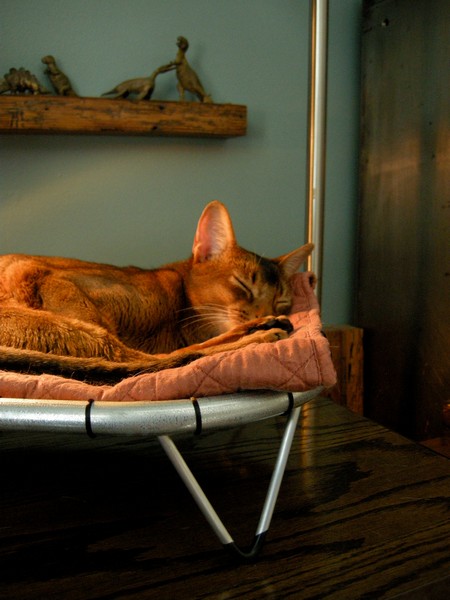 Hammock Cat Beds:    .   Brat Cat Designs