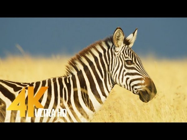 5K African Nature Showreel - Robert Hofmeyr